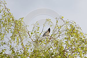 Spring top of birch tree blue sky Magpie.