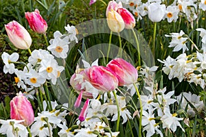 Spring in town, daffodils and tulips - Castle hill, Budapest, Hungary