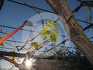 spring treatment of grapes from diseases