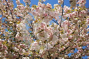 Primavera un albero 