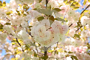 Primavera un árbol 