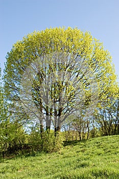 Spring tree