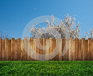 Spring tree in backyard and wooden garden fence