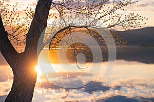 Spring tree with blooming leaves on the shore of lake at sunset