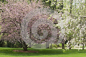 Primavera un árbol flores 