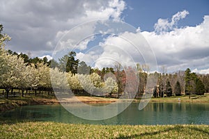 Spring Tree Blooms Around a Lake