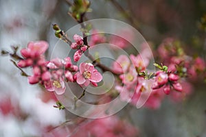 Spring tree blooms with pink flowers in March.