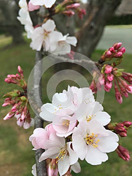 Spring tree in blossom