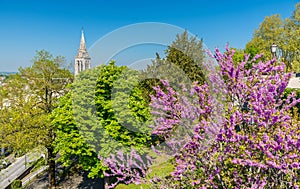 Spring tree blossom in Angouleme, France