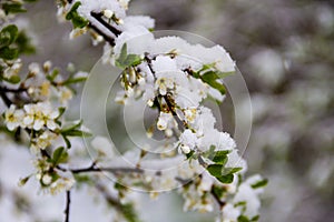 Spring tree blossom covered with snow during sudden April snow cyclone