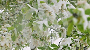 Spring tree blossom covered with snow during sudden April snow cyclone in Moldova