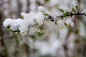 Spring tree blossom covered with sudden April snow cyclone in Ukraine