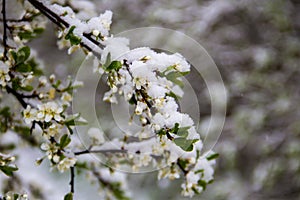 Spring tree blossom covered with sudden April snow cyclone in Ukraine