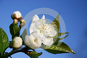 Spring tree blossom flower photo