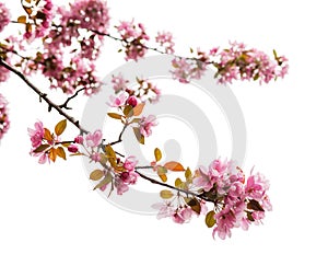 Spring Tree Blossom on white background, close up