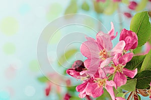 Spring Tree Blossoms