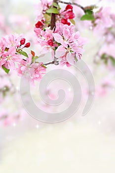 Spring Tree Blossoms