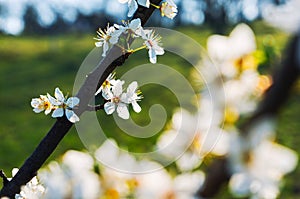 Spring tree blossoms