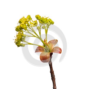 Spring tree branch with flowers