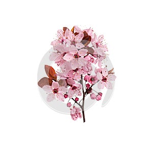 Spring tree branch with flowers on white