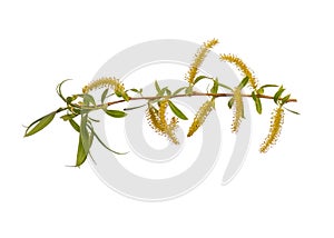 Spring tree branch with flowers on white