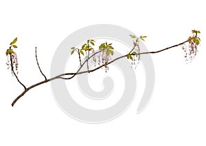 Spring tree branch with flowers on white