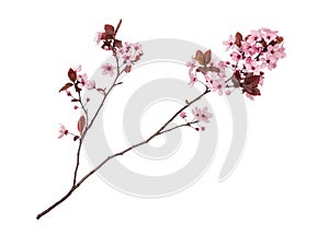 Spring tree branch with flowers on white