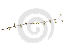 Spring tree branch with flowers on white