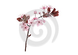 Spring tree branch with flowers on white