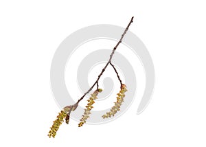 Spring tree branch with flowers on white