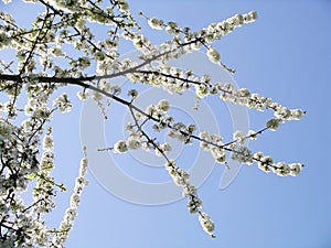 Spring tree branches with flowers