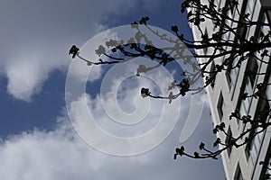 Spring tree branches and a modern house on a background of sky and clouds.