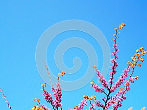 Spring tree with branches and pink flowers