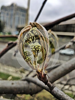 Spring tree buds