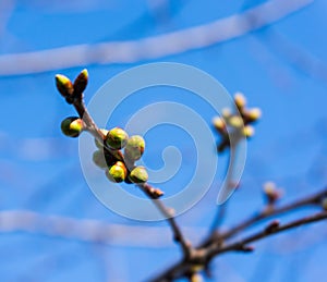 Spring tree buds