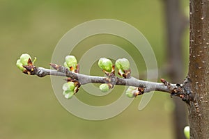 Spring tree buds