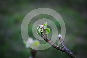 Spring tree buds