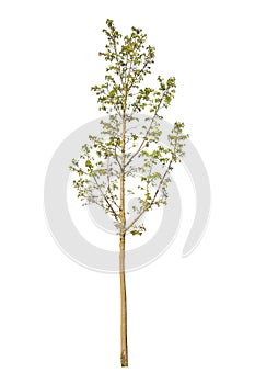 Spring tree, deciduous plant, cutout tree with white background