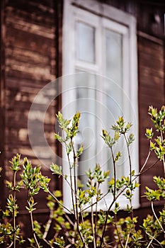 Spring tree with first leaves with window on background