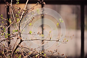 Spring tree with first leaves with windows on background