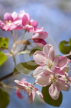 Spring tree with flower on sky beckground