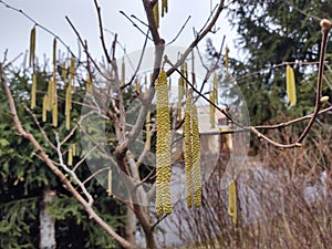 Spring tree flowering. A catkin or ament of hazel tree in the garden.