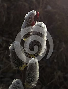 Jarní kvetoucí strom. Catkin květina na stromě.