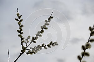 Spring tree flowering. Catkin flower on the tree.