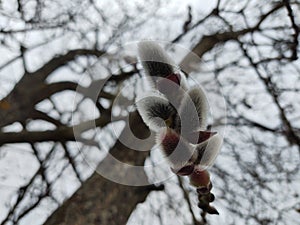 Spring tree flowering. Catkin flower on the tree.