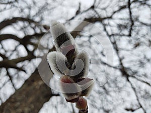 Jarní kvetoucí strom. Catkin květina na stromě.