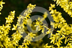 Jarné kvitnutie stromu - kvet zlatice. Slovensko