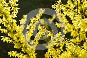 Spring tree flowering - Forsythia flower. Slovakia