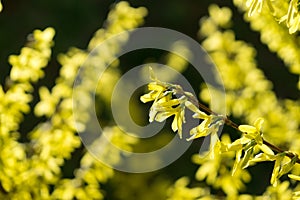 Spring tree flowering - Forsythia flower. Slovakia