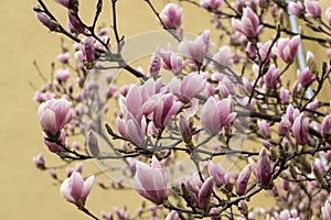 Spring tree flowering - Magnolia flower. Slovakia